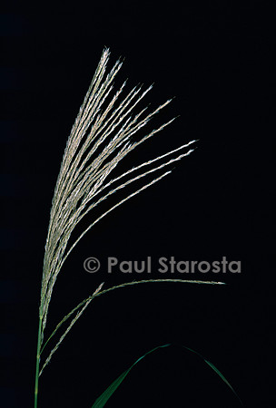 Miscanthus sacchariflorus