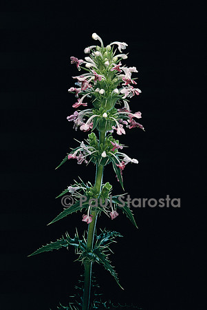 Morina longifolia