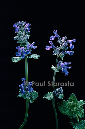 Nepeta mussinii (cataire, herbe aux chats)
