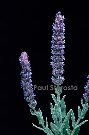 Nepeta tuberosa (népéta tubéreux)