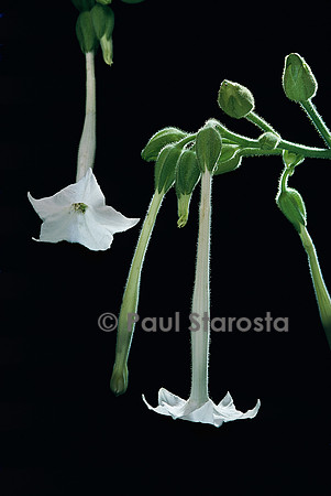 Nicotiana sylvestris (tabac géant)