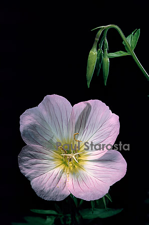 Oenothera speciosa (onagre rose)