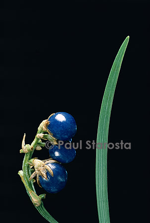 Ophiopogon japonicus (herbe aux turquoises)