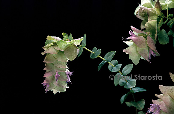 Origanum tournefortii