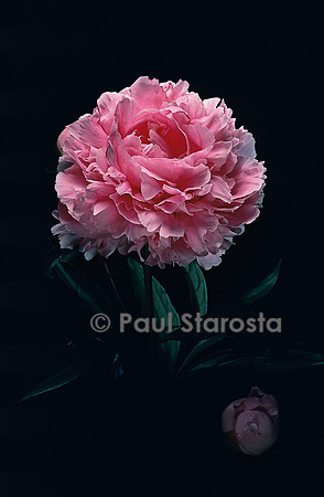 Paeonia lactiflora 'Sarah Bernhardt' (pivoine de Chine)