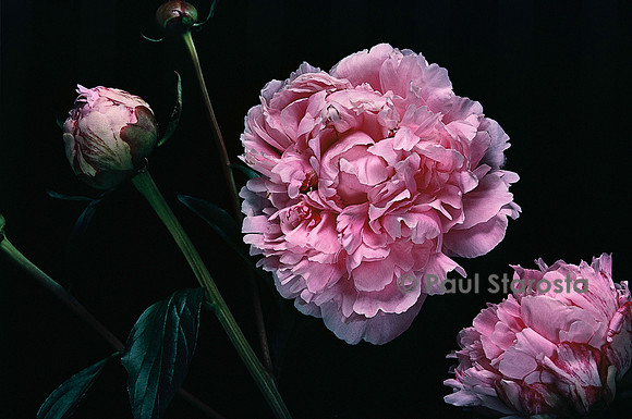 Paeonia lactiflora 'Sarah Bernhardt' (pivoine de Chine)