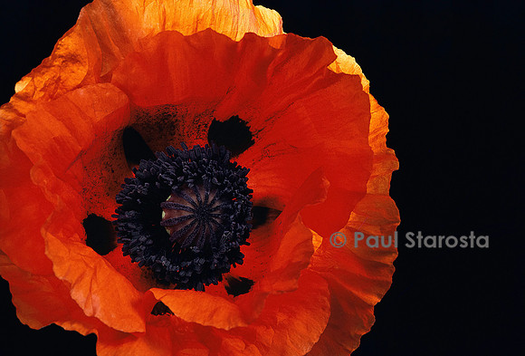 Papaver orientale (pavot d’Orient)