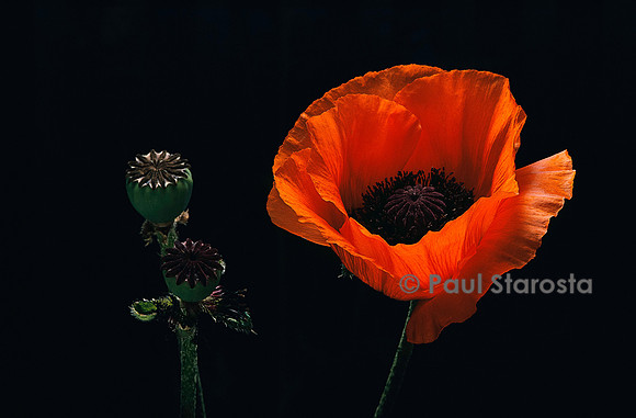 Papaver orientale (pavot d’Orient)