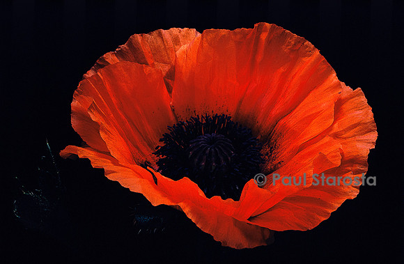 Papaver orientale (pavot d’Orient)