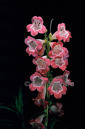 Penstemon ‘Souvenir d’Adrien Regnier’