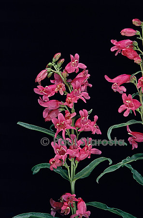 Penstemon sp.