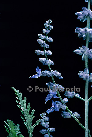 Perovskia atriplicifolia ‘Blue Spire’ (sauge d’Afghanistan)