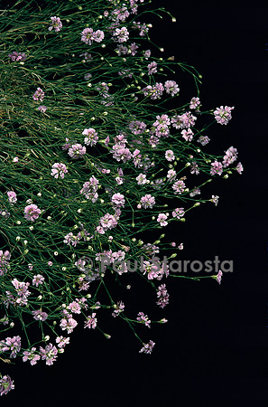 Petrorhagia saxifraga ‘Rosette’ (œillet des rochers)