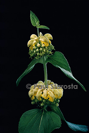 Phlomis russeliana