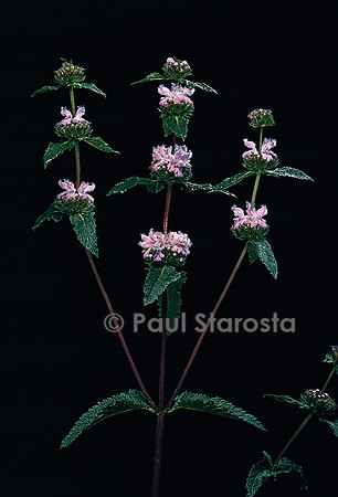 Phlomis tuberosa (sauge de Jérusalem)