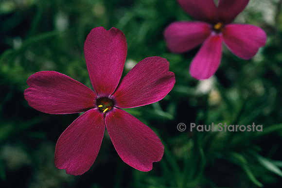 Phlox douglasii ‘Crackerjack’
