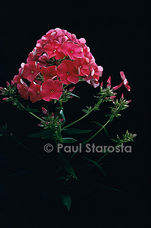 Phlox paniculata