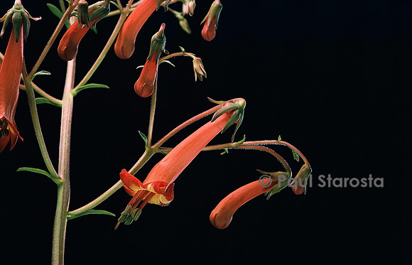 Phygelius capensis (fuchsia du Cap)