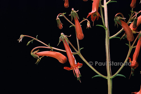 Phygelius capensis (fuchsia du Cap)