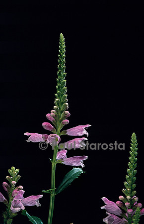Physostegia virginiana