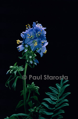 Polemonium caeruleum (valériane grecque)