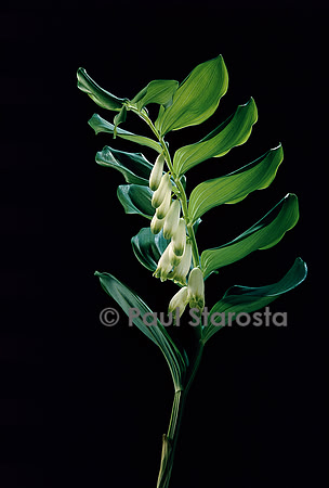 Polygonatum odoratum (sceau-de-Salomon)