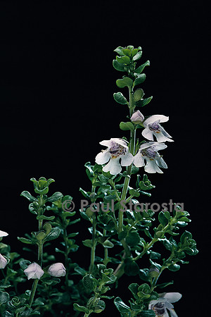 Prostanthera cuneata