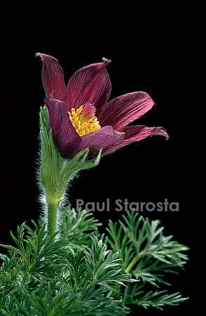 Pulsatilla vulgaris ‘Rubra’ (anémone pulsatile)