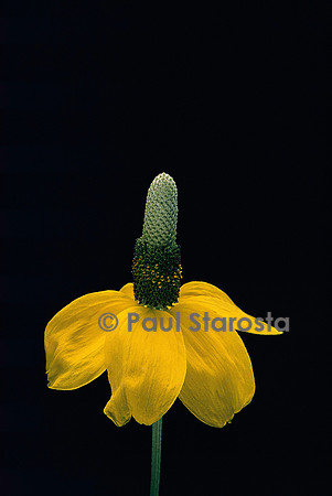 Ratibida columnifera
