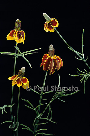 Ratibida columnifera v. pulcherrima