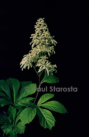 Rodgersia aesculifolia