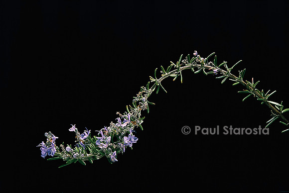 Rosmarinus lavandulaceus (romarin rampant)