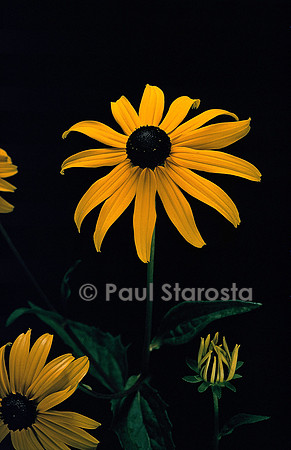 Rudbeckia fulgida ‘Goldsturm’