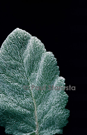 Salvia argentea (sauge argentée)