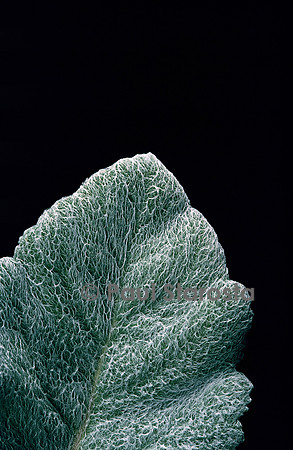 Salvia argentea (sauge argentée)