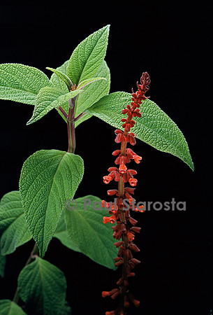 Salvia confertiflora (sauge à fleurs serrées)