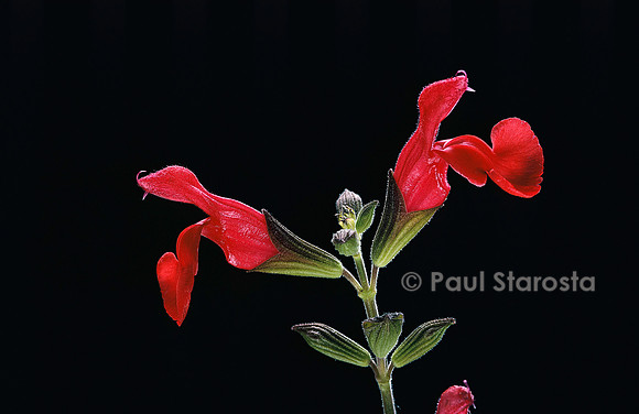 Salvia microphylla (sauge à petites feuilles)