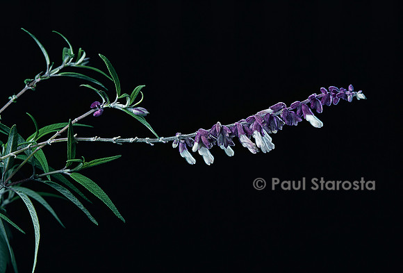 Salvia leucantha (sauge à fleurs blanches)