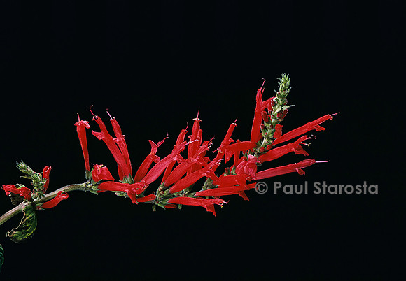Salvia rutilans (sauge ananas)