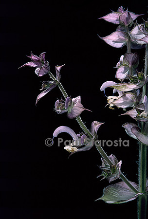 Salvia sclarea (sauge sclarée)