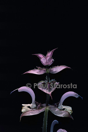 Salvia sclarea (sauge sclarée)