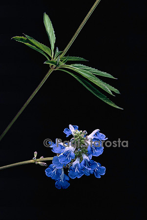 Salvia uliginosa (sauge des marais)