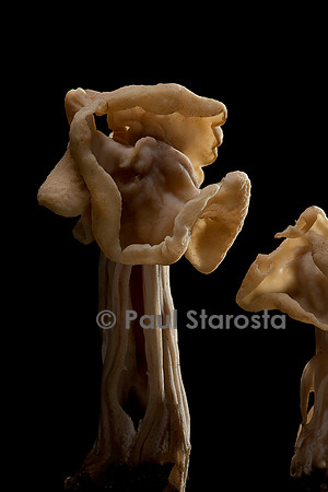 Helvella crispa (helvelle crépue)