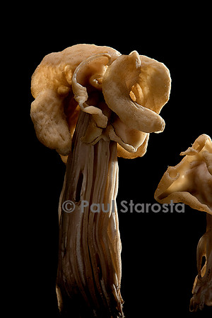 Helvella crispa (helvelle crépue)