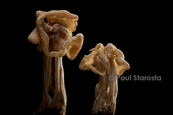 Helvella crispa (helvelle crépue)