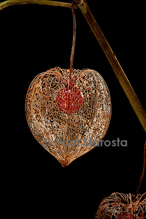 Physalis alkekengi (amour-en-cage) - fruit