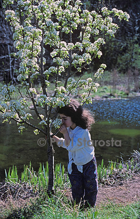 5 ans - le poirier