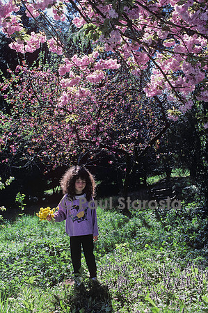 5 ans - les arbres en fleurs