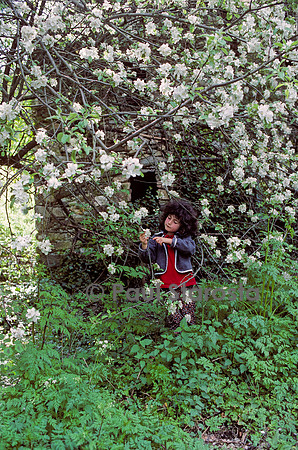 6 ans - le pommier