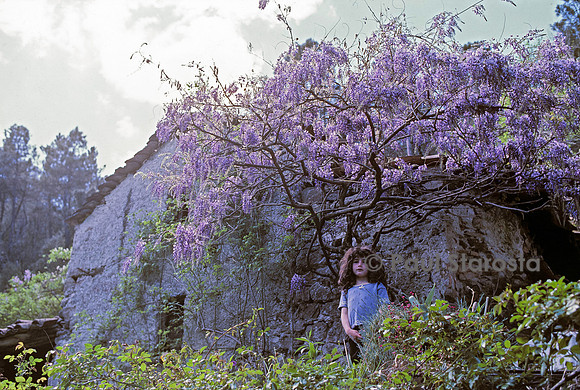 7 ans - la glycine